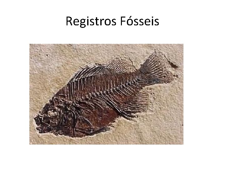 Registros Fósseis 