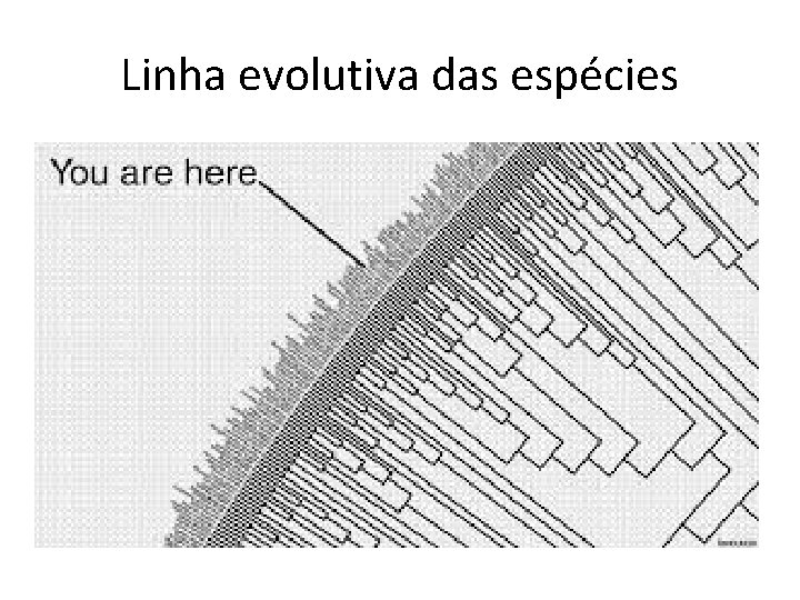 Linha evolutiva das espécies 