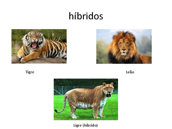 híbridos Tigre Leão Ligre (híbrido) 