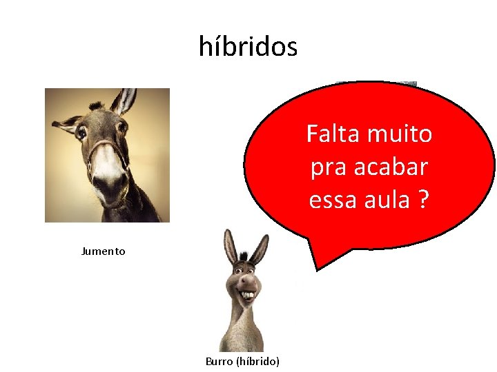 híbridos Falta muito pra acabar essa aula ? Égua Jumento Burro (híbrido) 