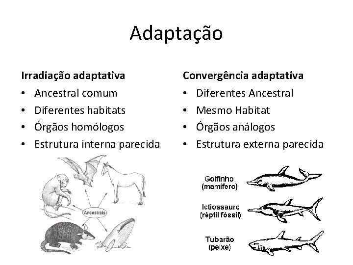 Adaptação Irradiação adaptativa • • Ancestral comum Diferentes habitats Órgãos homólogos Estrutura interna parecida