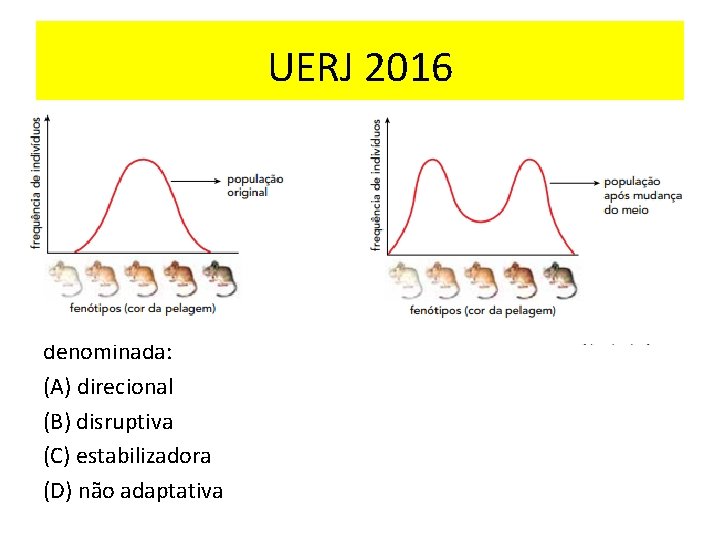 UERJ 2016 A população de uma espécie de roedores, com pelagem de diferentes colorações,