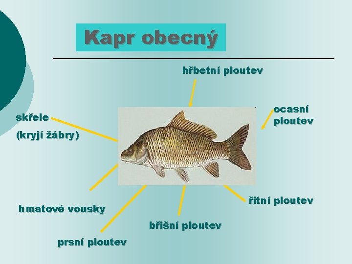 Kapr obecný hřbetní ploutev ocasní ploutev skřele (kryjí žábry) řitní ploutev hmatové vousky břišní