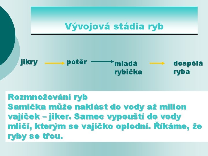 Vývojová stádia ryb jikry potěr mladá rybička dospělá ryba Rozmnožování ryb Samička může naklást