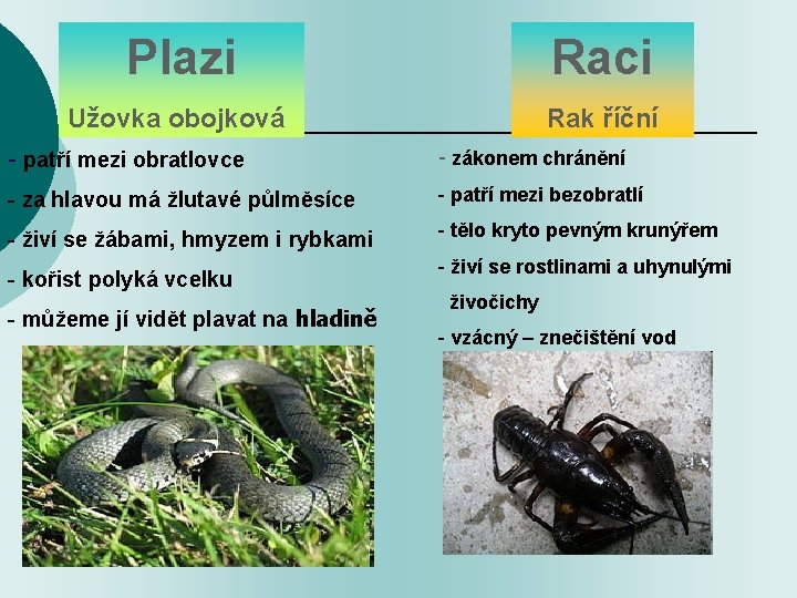 Plazi Raci Užovka obojková Rak říční - patří mezi obratlovce - zákonem chránění -