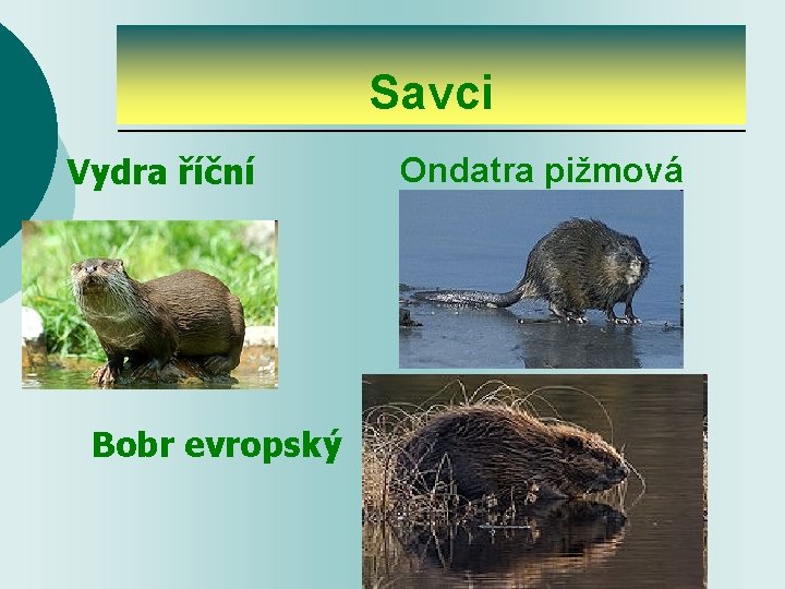 Savci Vydra říční Bobr evropský Ondatra pižmová 