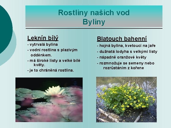 Rostliny našich vod Byliny Leknín bílý Blatouch bahenní - vytrvalá bylina - vodní rostlina