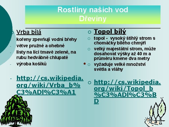 Rostliny našich vod Dřeviny ¡ Vrba bílá ¡ - kořeny zpevňují vodní břehy větve