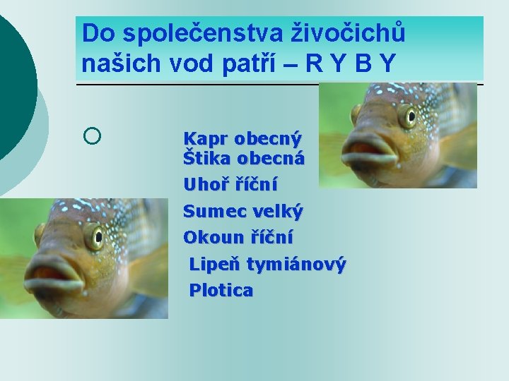 Do společenstva živočichů našich vod patří – R Y B Y ¡ Kapr obecný