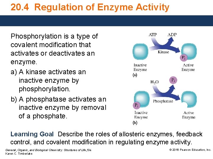 20. 4 Regulation of Enzyme Activity Phosphorylation is a type of covalent modification that