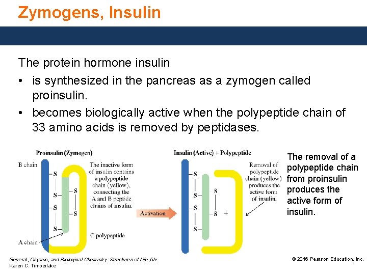 Zymogens, Insulin The protein hormone insulin • is synthesized in the pancreas as a