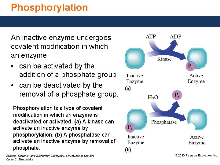 Phosphorylation An inactive enzyme undergoes covalent modification in which an enzyme • can be