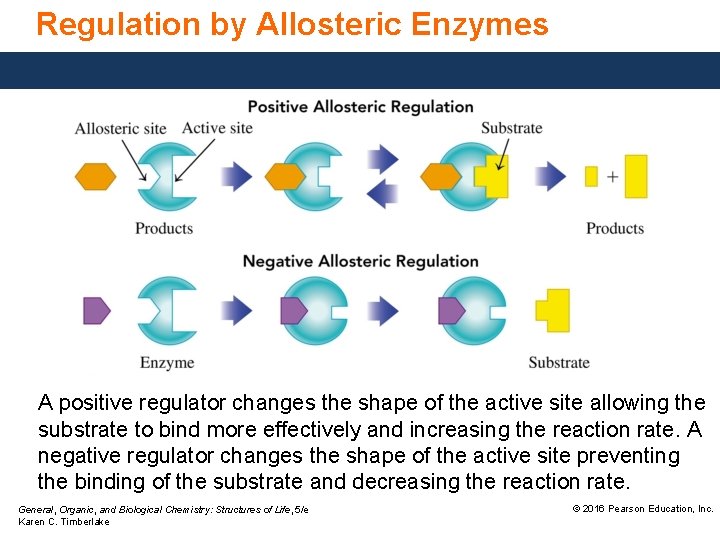 Regulation by Allosteric Enzymes A positive regulator changes the shape of the active site