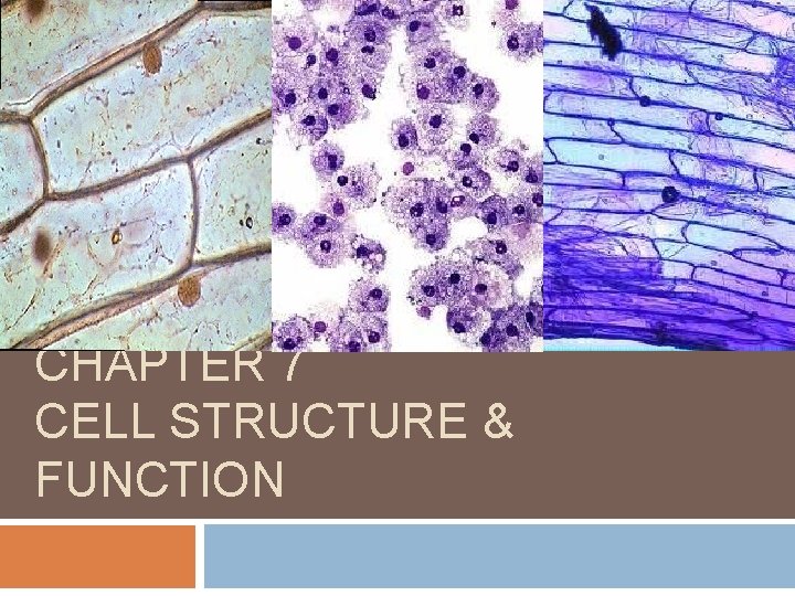 CHAPTER 7 CELL STRUCTURE & FUNCTION 