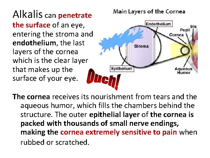 Alkalis can penetrate the surface of an eye, entering the stroma and endothelium, the