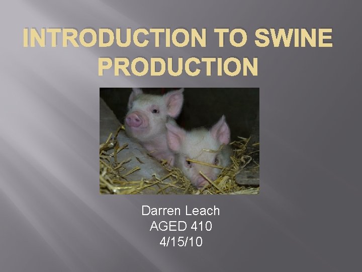 INTRODUCTION TO SWINE PRODUCTION Darren Leach AGED 410 4/15/10 