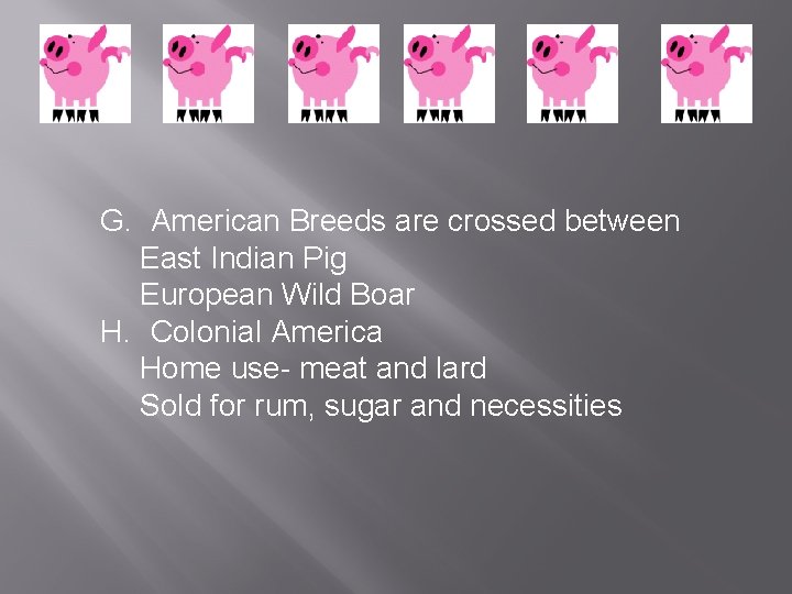 G. American Breeds are crossed between East Indian Pig European Wild Boar H. Colonial