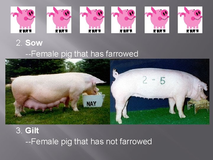 2. Sow --Female pig that has farrowed 3. Gilt --Female pig that has not