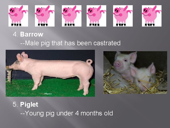 4. Barrow --Male pig that has been castrated 5. Piglet --Young pig under 4