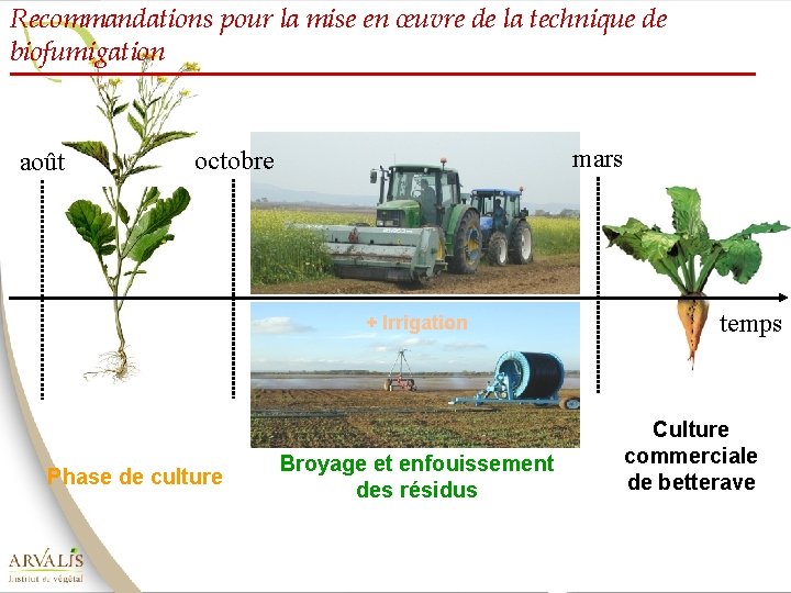 Recommandations pour la mise en œuvre de la technique de biofumigation août mars octobre