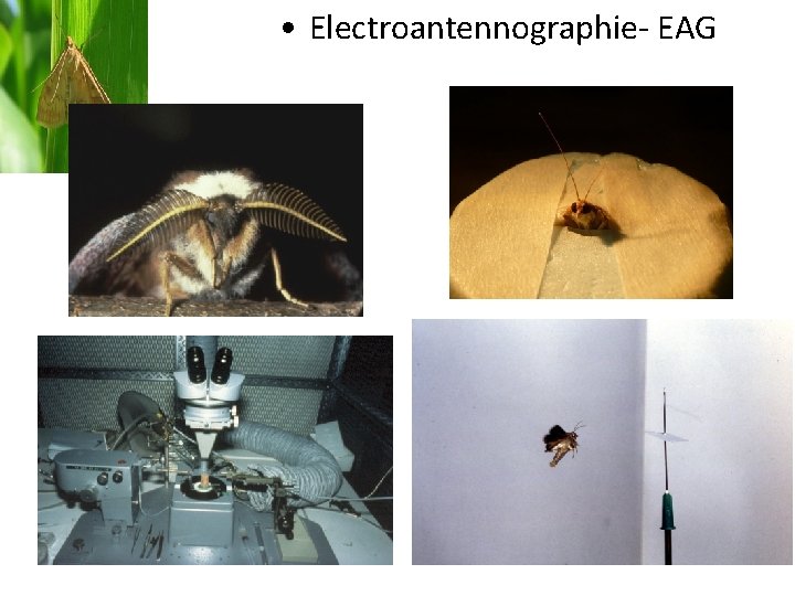  • Electroantennographie- EAG Electrophysiologie 