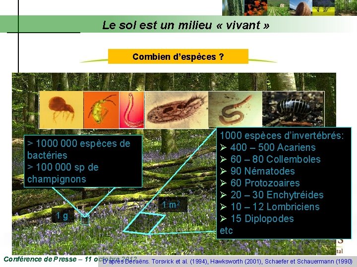 Le sol est un milieu « vivant » Combien d’espèces ? > 1000 espèces