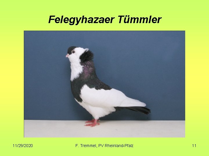 Felegyhazaer Tümmler 11/29/2020 F. Tremmel, PV Rheinland-Pfalz 11 