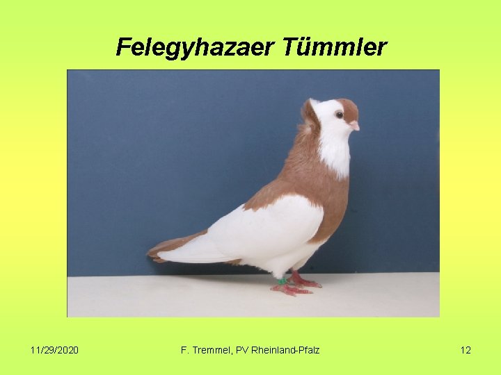 Felegyhazaer Tümmler 11/29/2020 F. Tremmel, PV Rheinland-Pfalz 12 