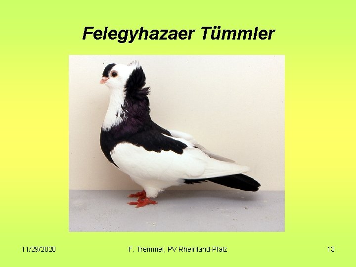 Felegyhazaer Tümmler 11/29/2020 F. Tremmel, PV Rheinland-Pfalz 13 