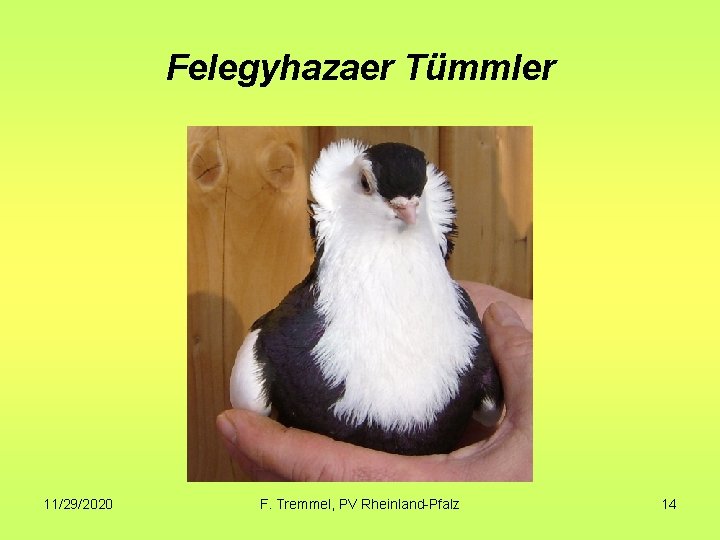 Felegyhazaer Tümmler 11/29/2020 F. Tremmel, PV Rheinland-Pfalz 14 