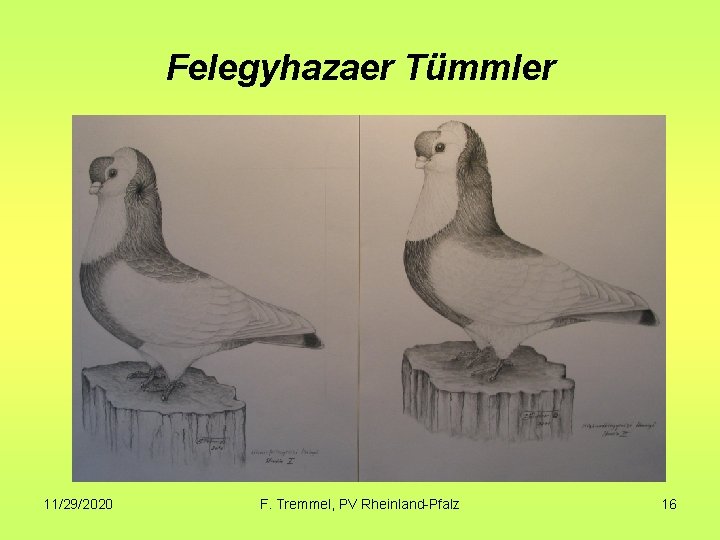 Felegyhazaer Tümmler 11/29/2020 F. Tremmel, PV Rheinland-Pfalz 16 