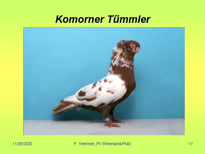 Komorner Tümmler 11/29/2020 F. Tremmel, PV Rheinland-Pfalz 17 