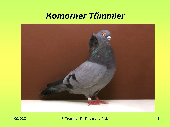 Komorner Tümmler 11/29/2020 F. Tremmel, PV Rheinland-Pfalz 18 