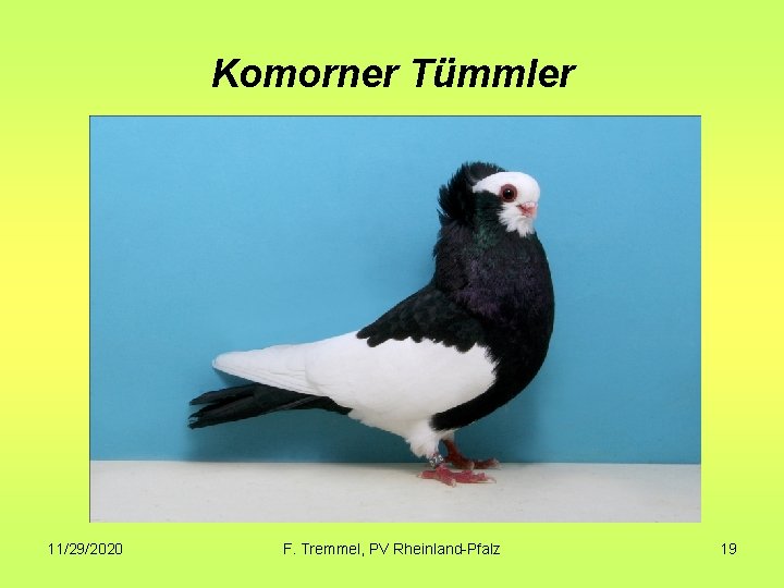 Komorner Tümmler 11/29/2020 F. Tremmel, PV Rheinland-Pfalz 19 