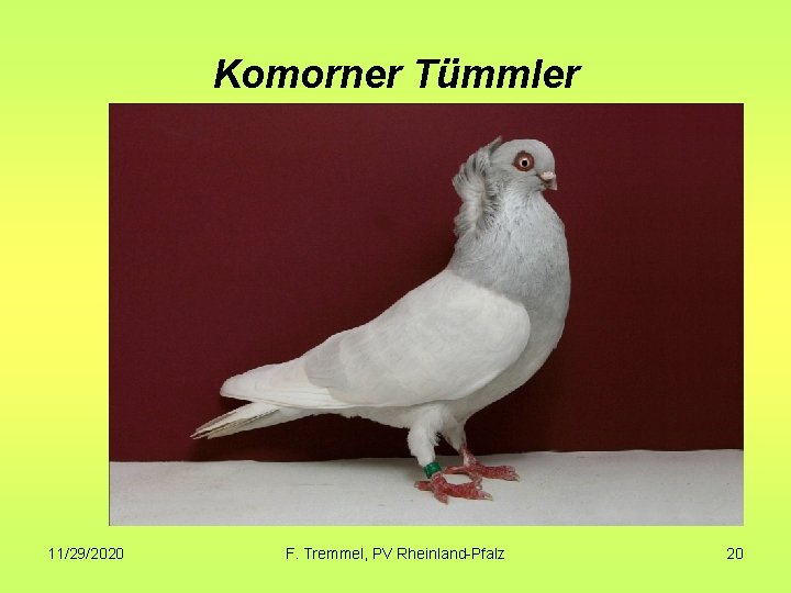 Komorner Tümmler 11/29/2020 F. Tremmel, PV Rheinland-Pfalz 20 