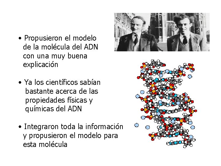  • Propusieron el modelo de la molécula del ADN con una muy buena