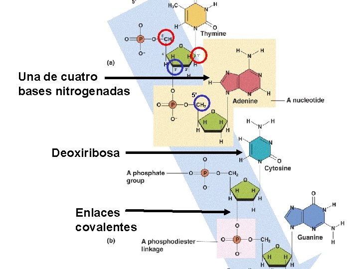 Una de cuatro bases nitrogenadas Deoxiribosa Enlaces covalentes 5’ 
