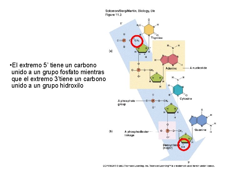  • El extremo 5’ tiene un carbono unido a un grupo fosfato mientras