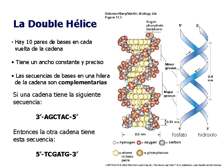 La Double Hélice • Hay 10 pares de bases en cada vuelta de la