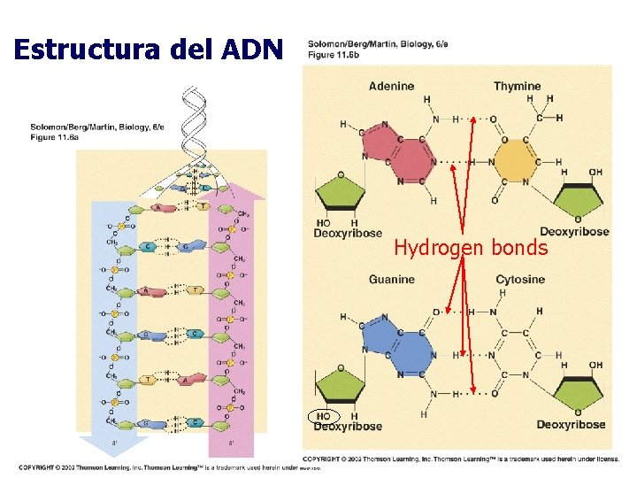 Estructura del ADN Hydrogen bonds 