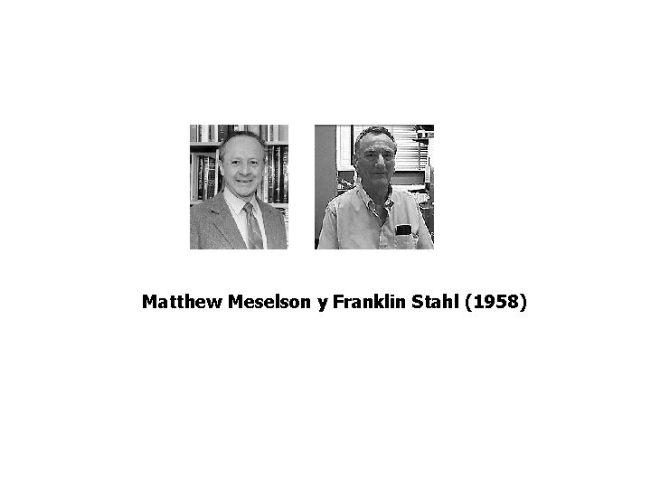 Matthew Meselson y Franklin Stahl (1958) 