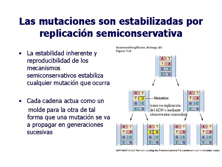 Las mutaciones son estabilizadas por replicación semiconservativa • La estabilidad inherente y reproducibilidad de