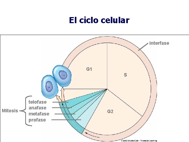 El ciclo celular interfase G 1 S Mitosis telofase anafase metafase profase G 2