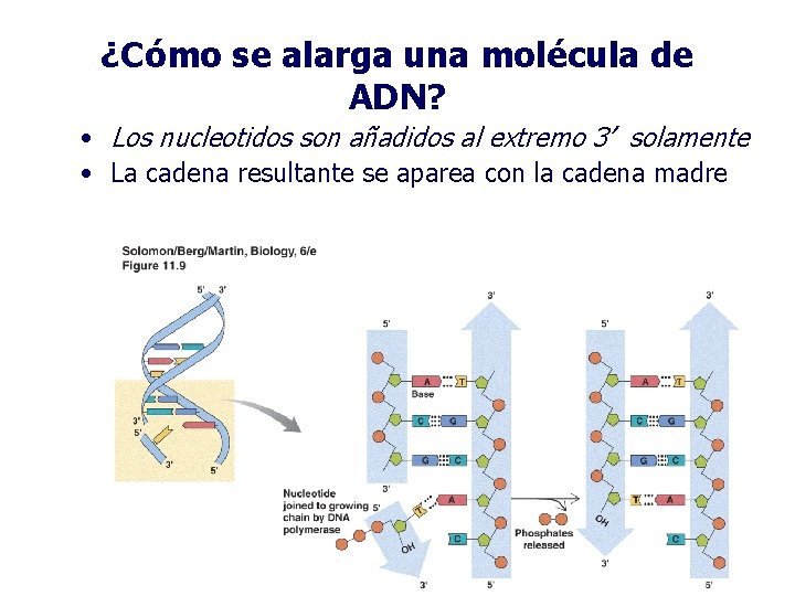 ¿Cómo se alarga una molécula de ADN? • Los nucleotidos son añadidos al extremo