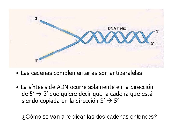  • Las cadenas complementarias son antiparalelas • La síntesis de ADN ocurre solamente