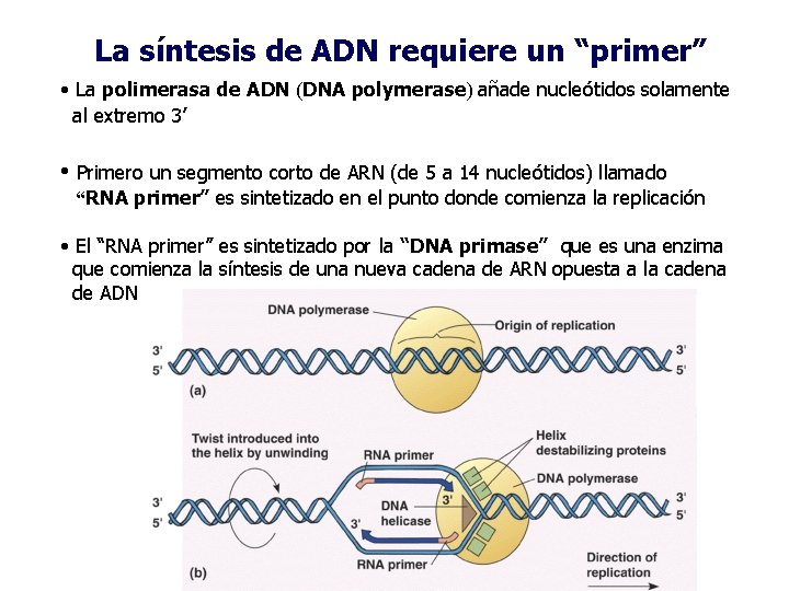 La síntesis de ADN requiere un “primer” • La polimerasa de ADN (DNA polymerase)