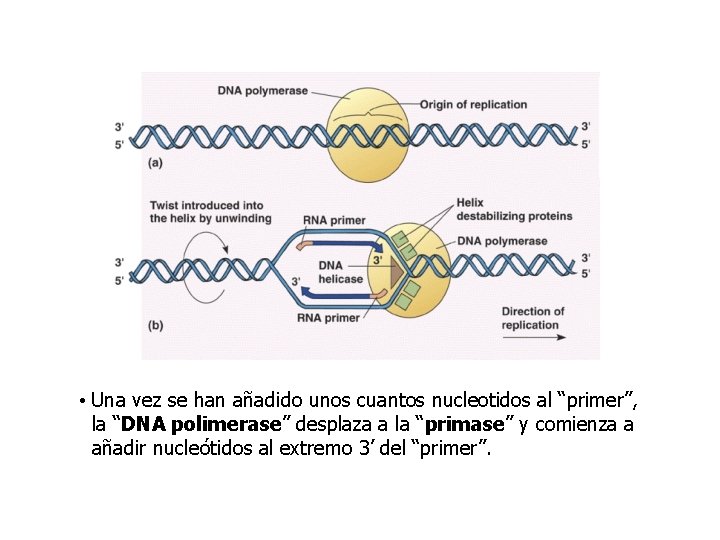 • Una vez se han añadido unos cuantos nucleotidos al “primer”, la “DNA