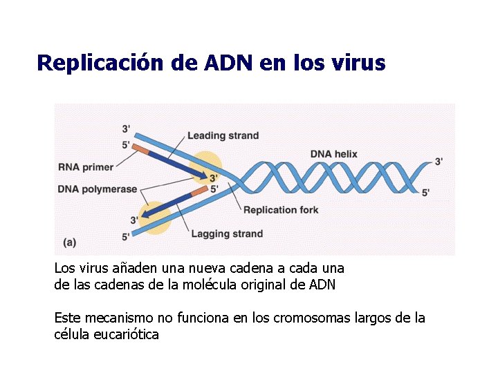 Replicación de ADN en los virus Los virus añaden una nueva cadena a cada