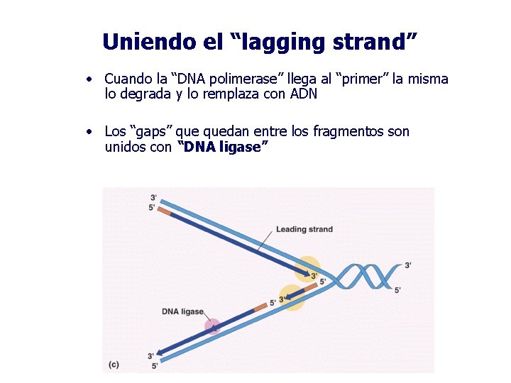 Uniendo el “lagging strand” • Cuando la “DNA polimerase” llega al “primer” la misma
