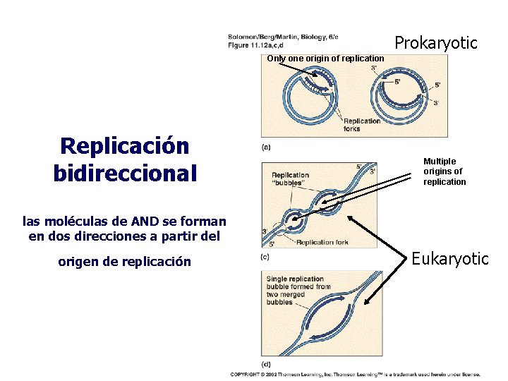Prokaryotic Only one origin of replication Replicación bidireccional Multiple origins of replication las moléculas